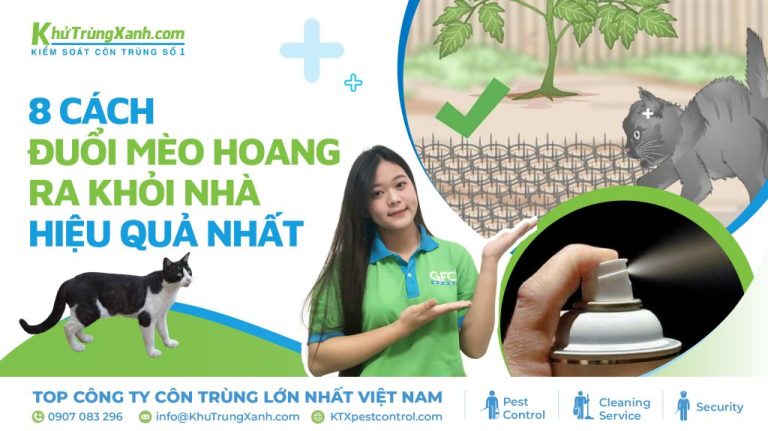 8 Cách đuổi mèo hoang ra khỏi nhà hiệu quả nhất