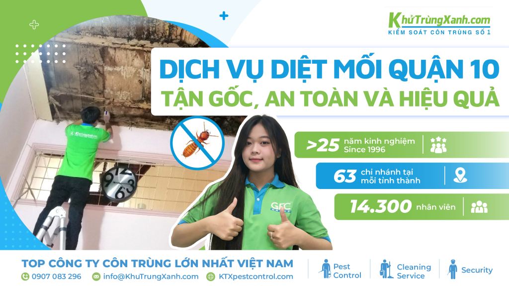 Dịch vụ diệt mối Quận 10 uy tín và chuyên nghiệp