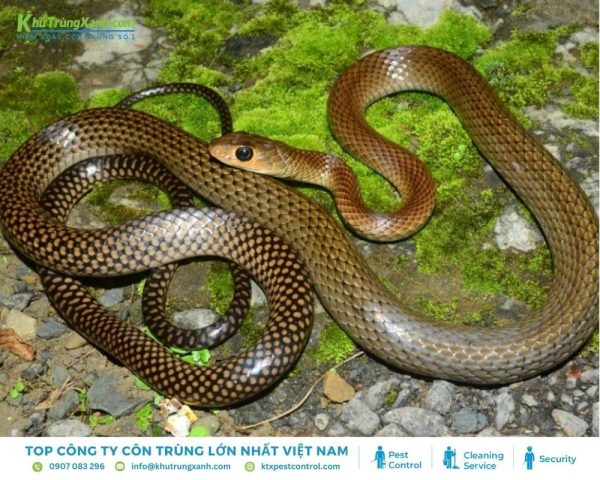 Thông tin về loài Rắn: Đặc điểm, Tập tính, Các loại rắn