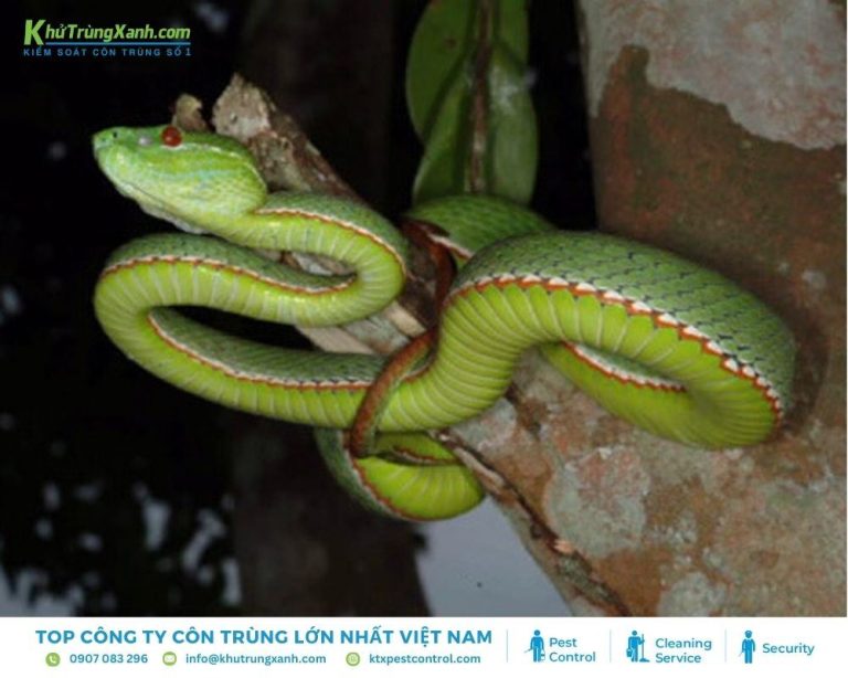 Thông tin về loài Rắn: Đặc điểm, Tập tính, Các loại rắn
