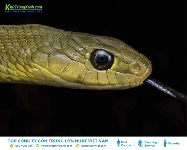 Thông tin về loài Rắn: Đặc điểm, Tập tính, Các loại rắn