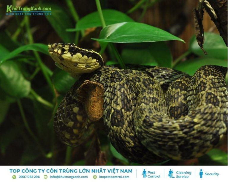 Thông tin về loài Rắn: Đặc điểm, Tập tính, Các loại rắn