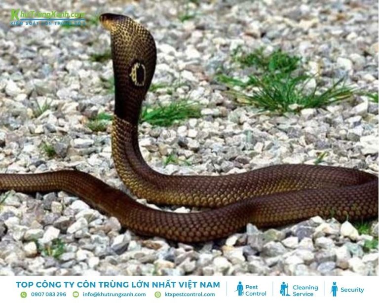 Thông tin về loài Rắn: Đặc điểm, Tập tính, Các loại rắn
