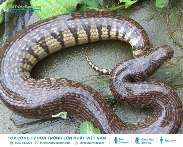 Thông tin về loài Rắn: Đặc điểm, Tập tính, Các loại rắn