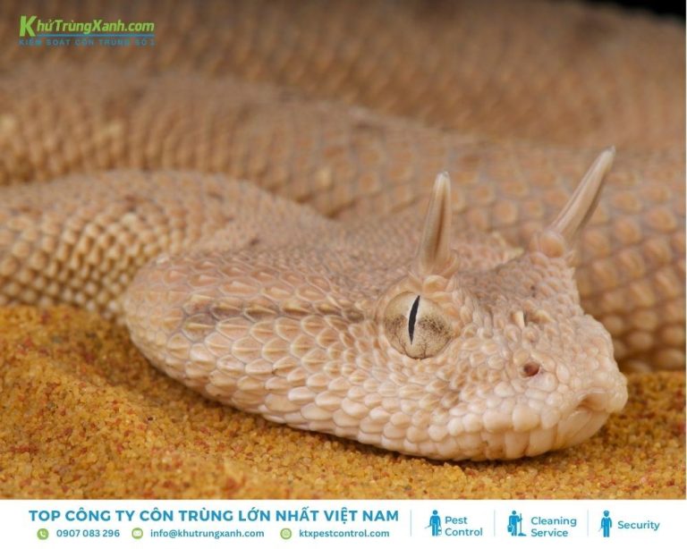 Thông tin về loài Rắn: Đặc điểm, Tập tính, Các loại rắn