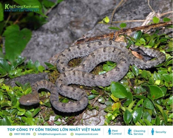 Thông tin về loài Rắn: Đặc điểm, Tập tính, Các loại rắn