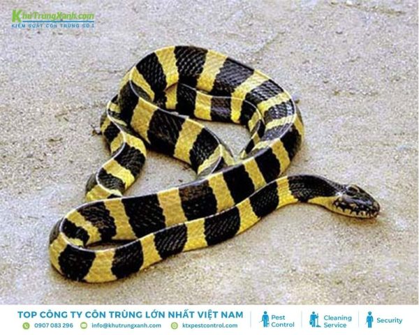 Thông tin về loài Rắn: Đặc điểm, Tập tính, Các loại rắn