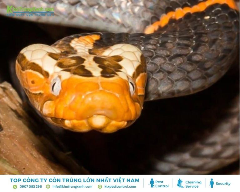 Thông tin về loài Rắn: Đặc điểm, Tập tính, Các loại rắn