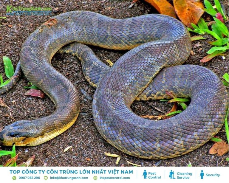 Thông tin về loài Rắn: Đặc điểm, Tập tính, Các loại rắn