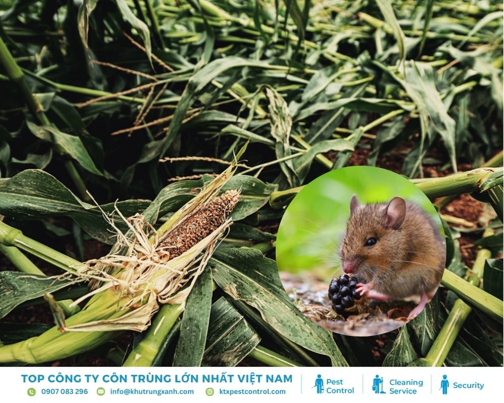 Chuột chính là kẻ thù số một của các hộ gia đình làm nông