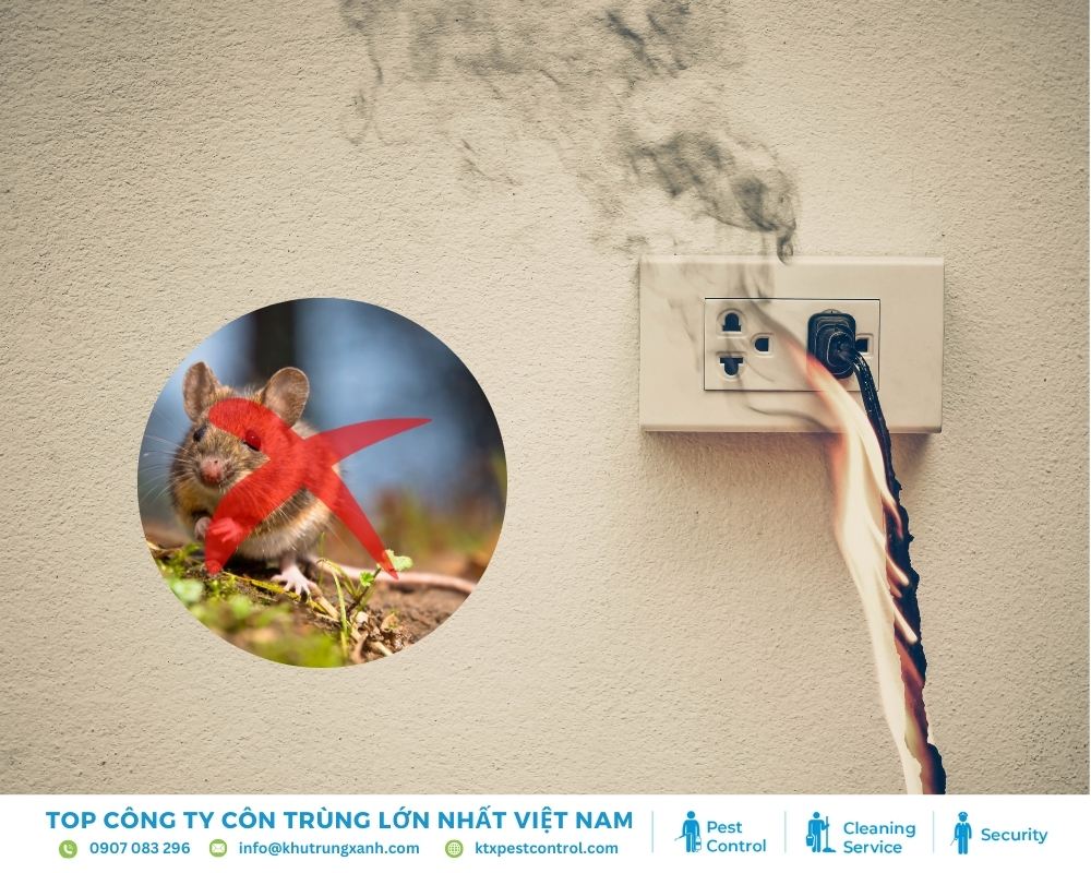 Chuột thường gặm nhấm dây điện, dễ dẫn đến tình trạng chập điện