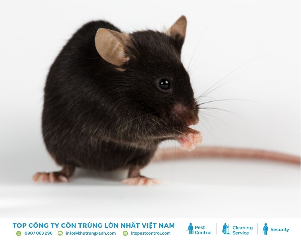 Chuột đen thường xuất hiện ở các khu vực cao, chúng thích leo trèo