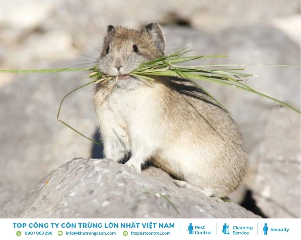 Chuột đồng thường sống trong rừng hoặc ở các cánh đồng