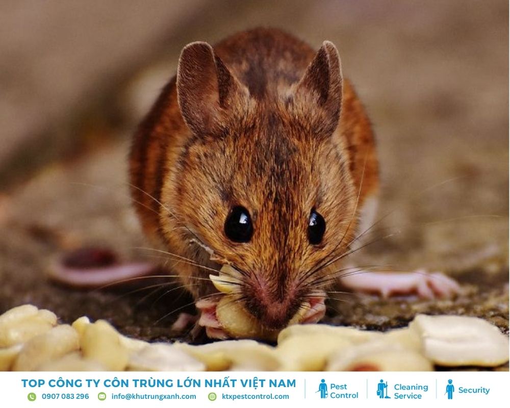 Chuột Nâu thường sống ở cống rãnh, chủ yếu ăn ngũ cốc