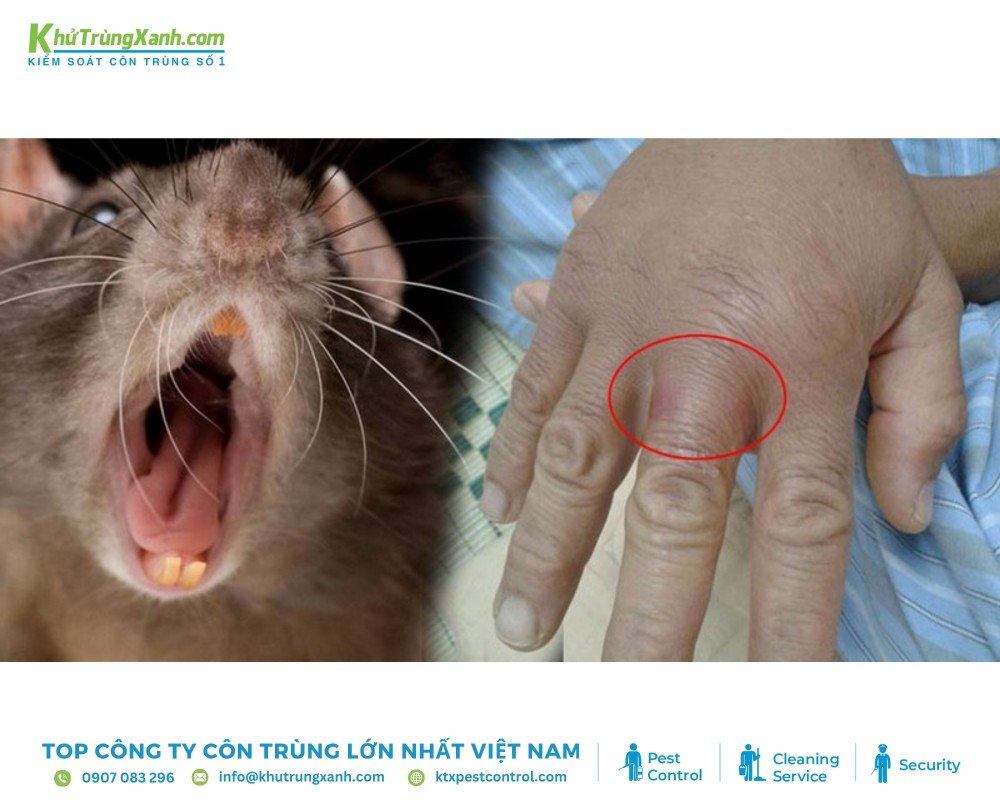 Chuột ảnh hưởng nghiêm trọng đến sức khỏe và đời sống của con người