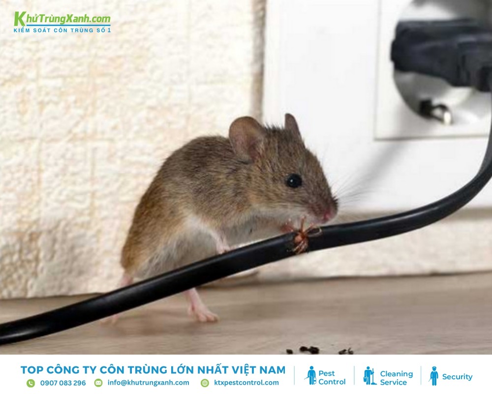 Chuột nhà là loài chuột phổ biến tại Việt Nam trong các ngôi nhà có mái cọ hoặc mái gỗ