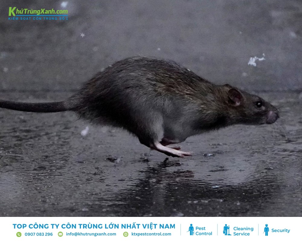 Chuột cống là loài gặm nhấm có lông khô ráp, sinh sống những nơi ẩm thấp