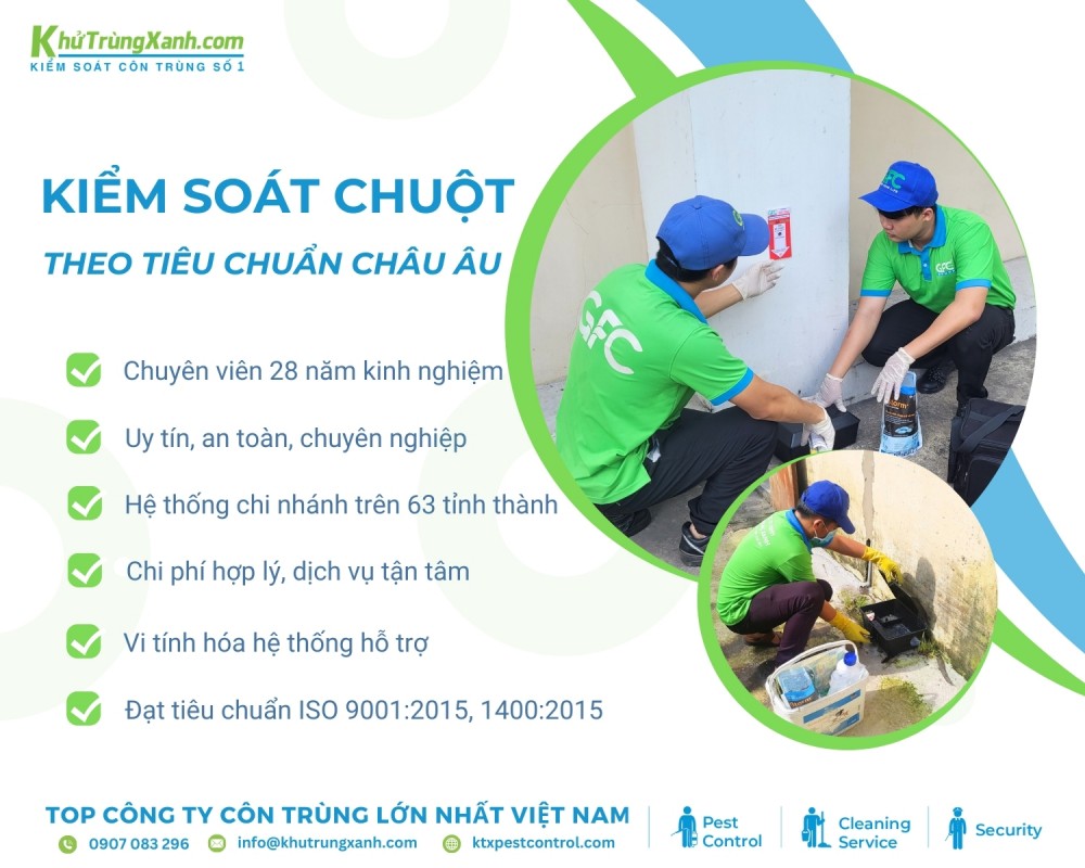 Các biện pháp kiểm soát chuột hiệu quả và an toàn tại KTX để bảo vệ sức khỏe và tài sản của bạn