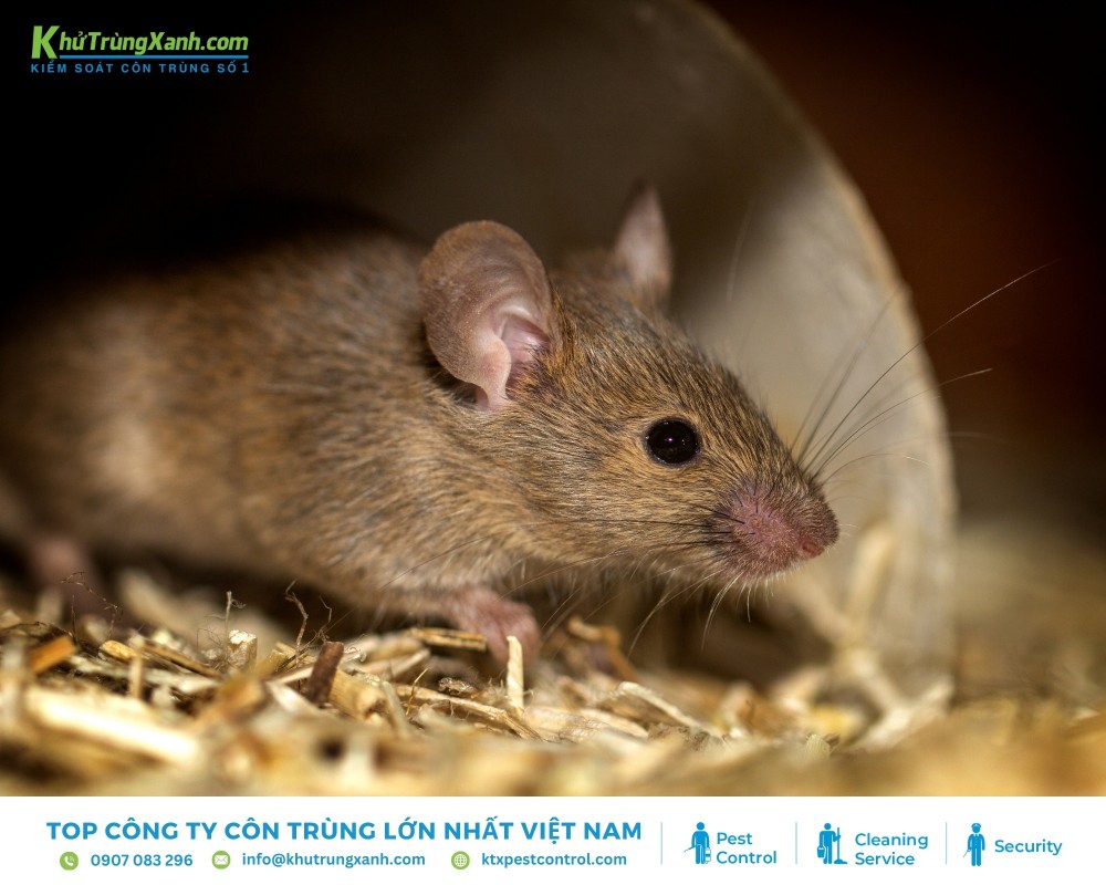 Chuột ngũ là loài gặm nhấm thường sống ở các vùng khí hậu ôn đới