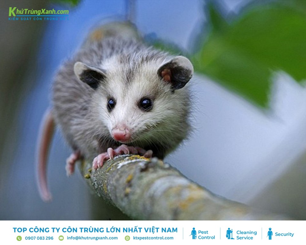 Chuột leo trèo phân bố mạnh mẽ chủ yếu tại khu vực Châu Phi