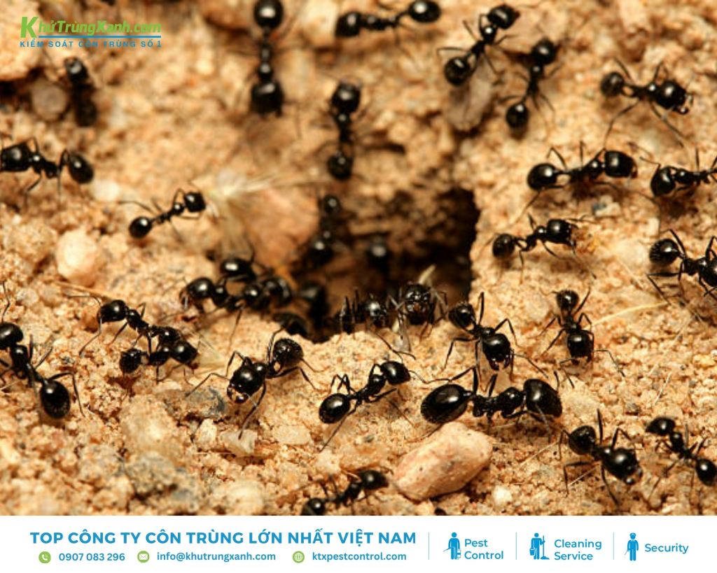 Kiến đen thân bóng, màu đen có chiều dài khoảng 2,5 - 3mm