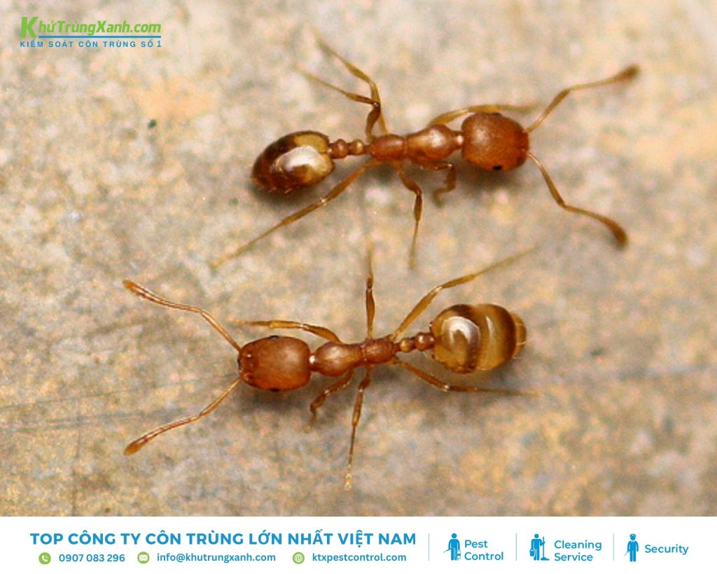 Kiến Pharaoh thường ăn các loại thức ăn giàu protein trong tự nhiên