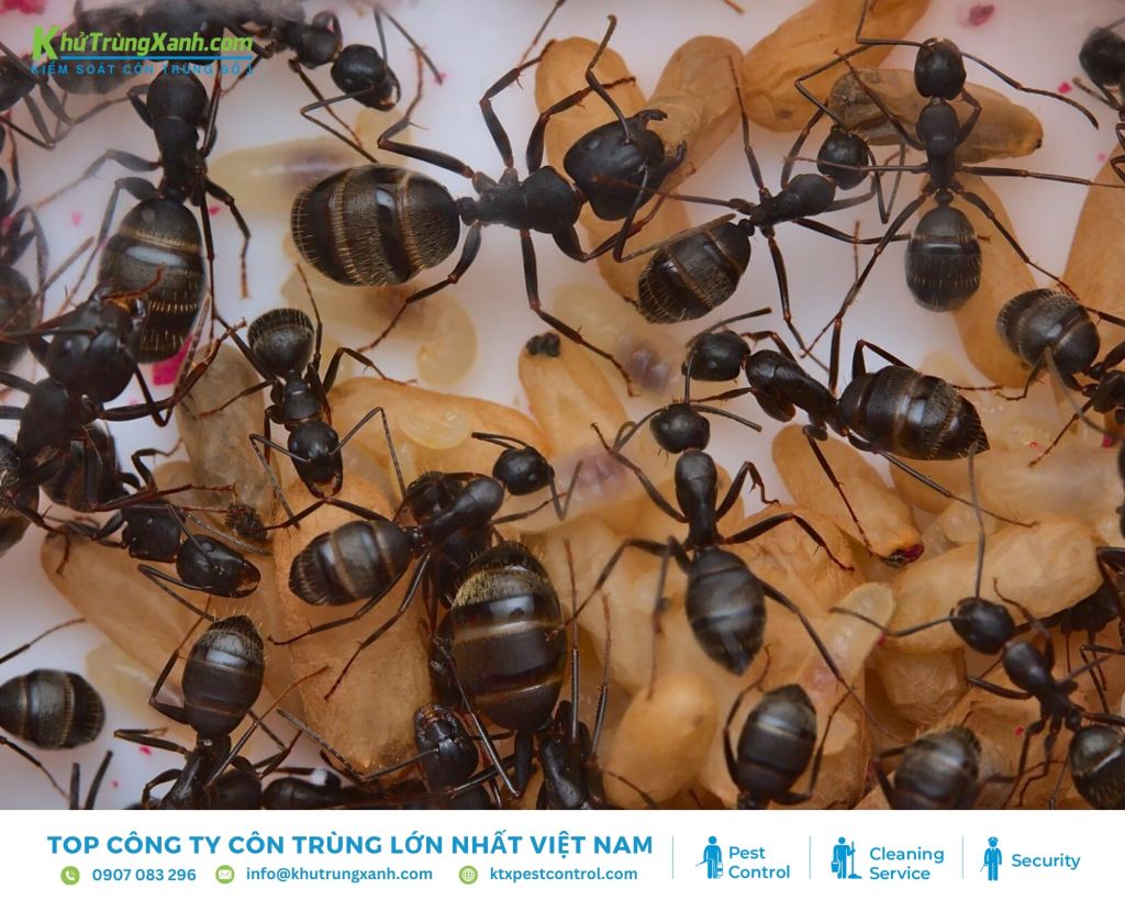 Kiến thợ mộc là loài có thể tồn tại từ 3-6 năm