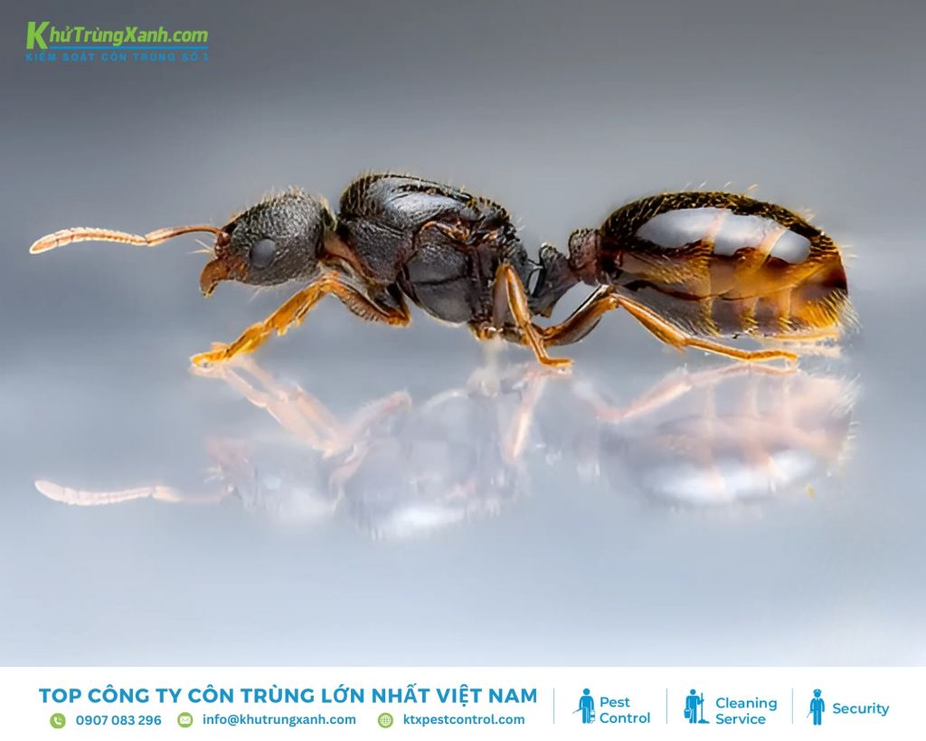 Kiến đường có khả năng kiếm ăn nhạy bén vào ban đêm nhờ đôi mắt tinh tường