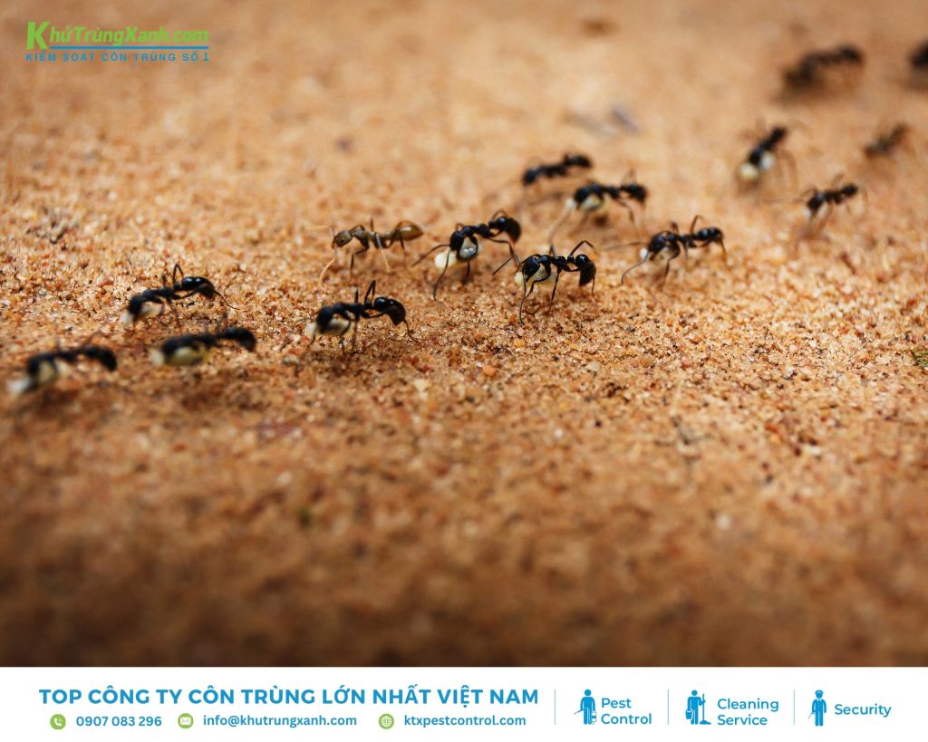 Loài kiến chiếm 15-20% trên tổng sinh khối động vật hiện nay