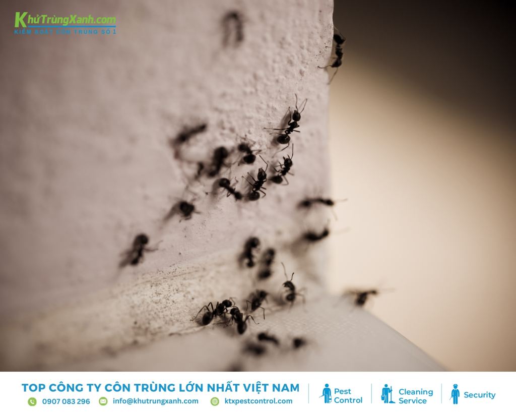 Kiến đầu đạn là loài kiến nguy hiểm nhất khi vết cắn có thể gây đau đớn lên đến 24 tiếng
