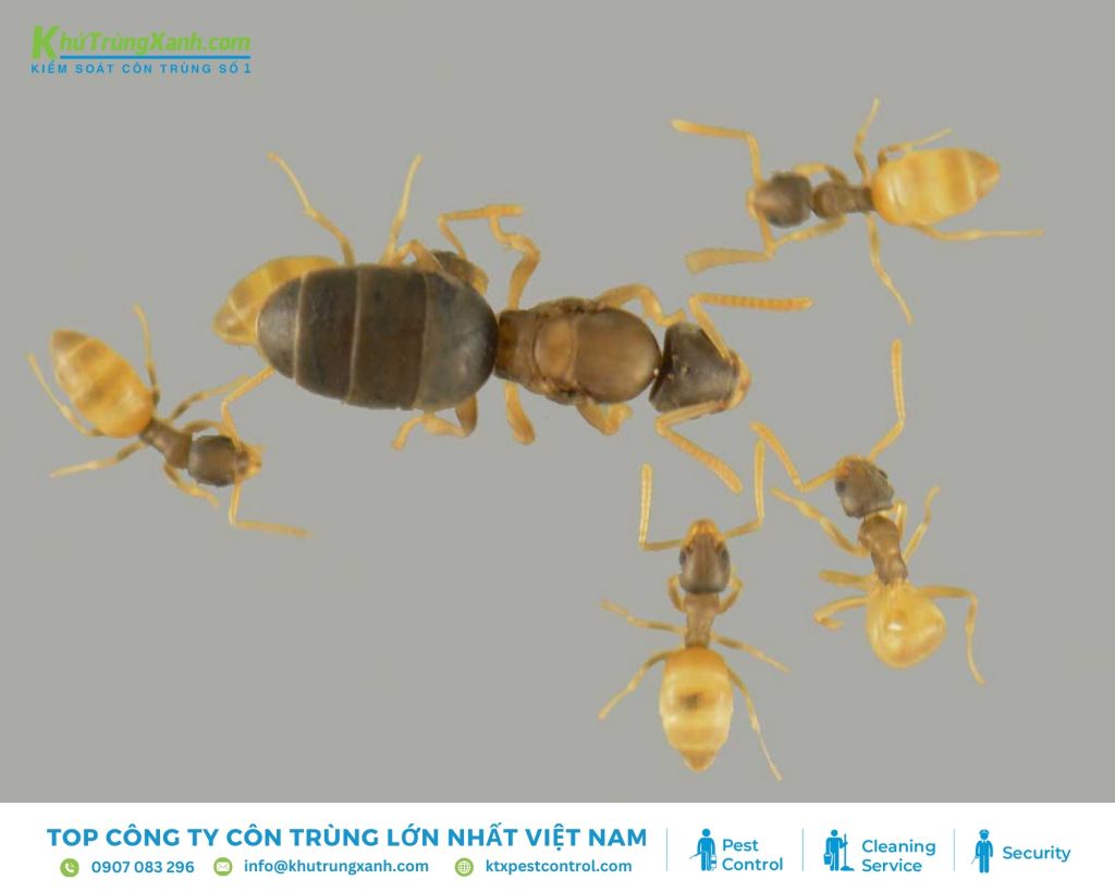 Kiến ma thường làm tổ trong các không gian nhỏ hẹp