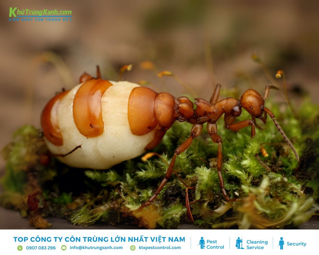 Kiến lửa chúa có thể đẻ trứng với năng suất lên đến 1.500 trứng/1 ngày