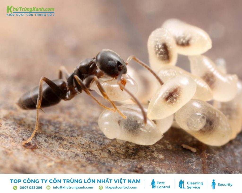 Kiến hôi là loài có thể phát ra mùi dừa khi bị đập nát