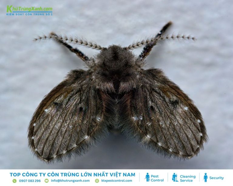 Các loài ruồi thường gặp tại Việt Nam | Diệt Côn Trùng KTX