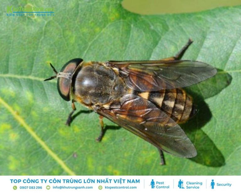 Các loài ruồi thường gặp tại Việt Nam | Diệt Côn Trùng KTX