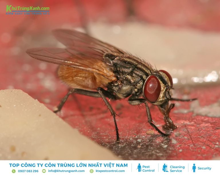 Các loài ruồi thường gặp tại Việt Nam | Diệt Côn Trùng KTX
