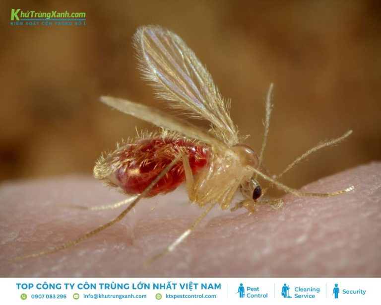Các loài ruồi thường gặp tại Việt Nam | Diệt Côn Trùng KTX