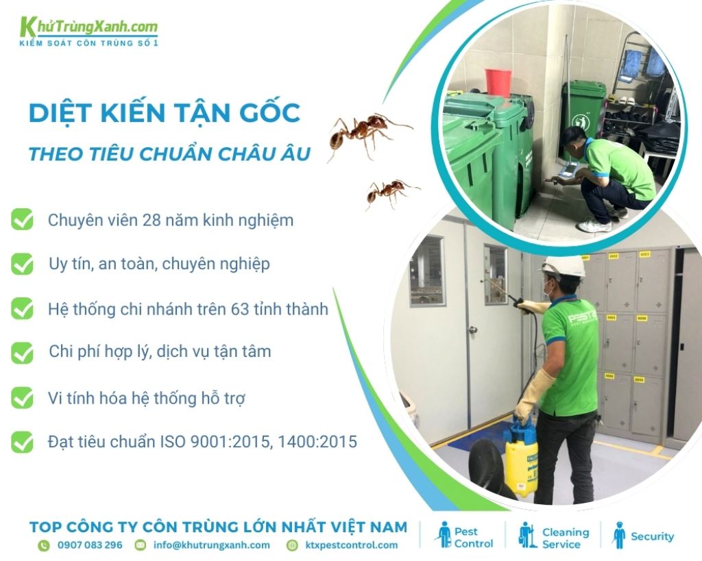 Sử dụng dịch vụ diệt kiến trọn gói tại công ty diệt côn trùng KTX hàng đầu Việt Nam