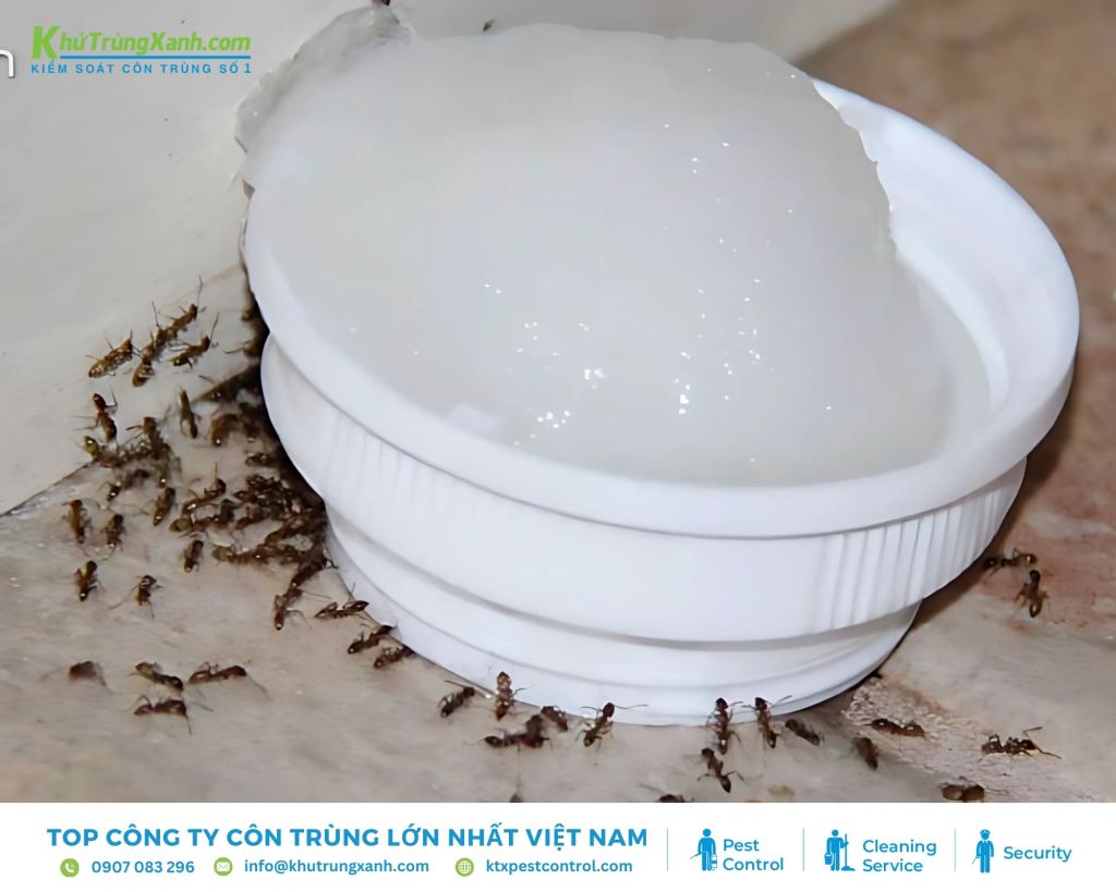Hỗn hợp hàn the, nước và đường tiêu diệt kiến hiệu quả