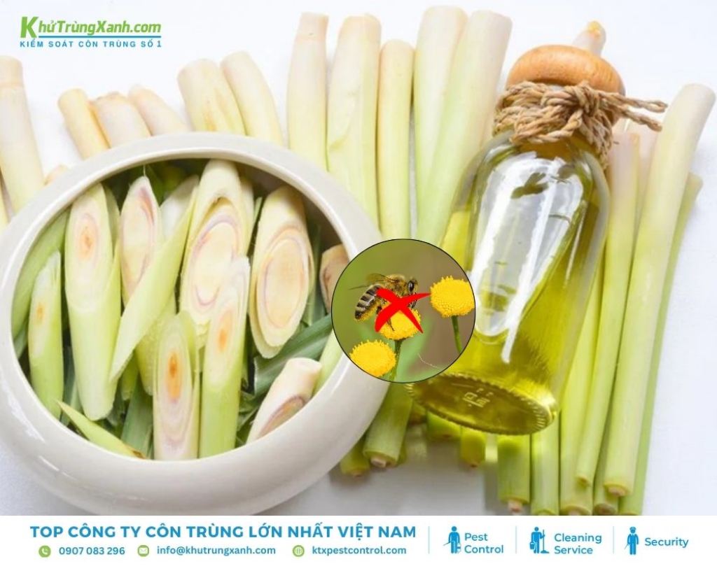 Mùi hương của sả rất nồng và đặc trưng, khiến ong cảm thấy khó chịu và tránh xa