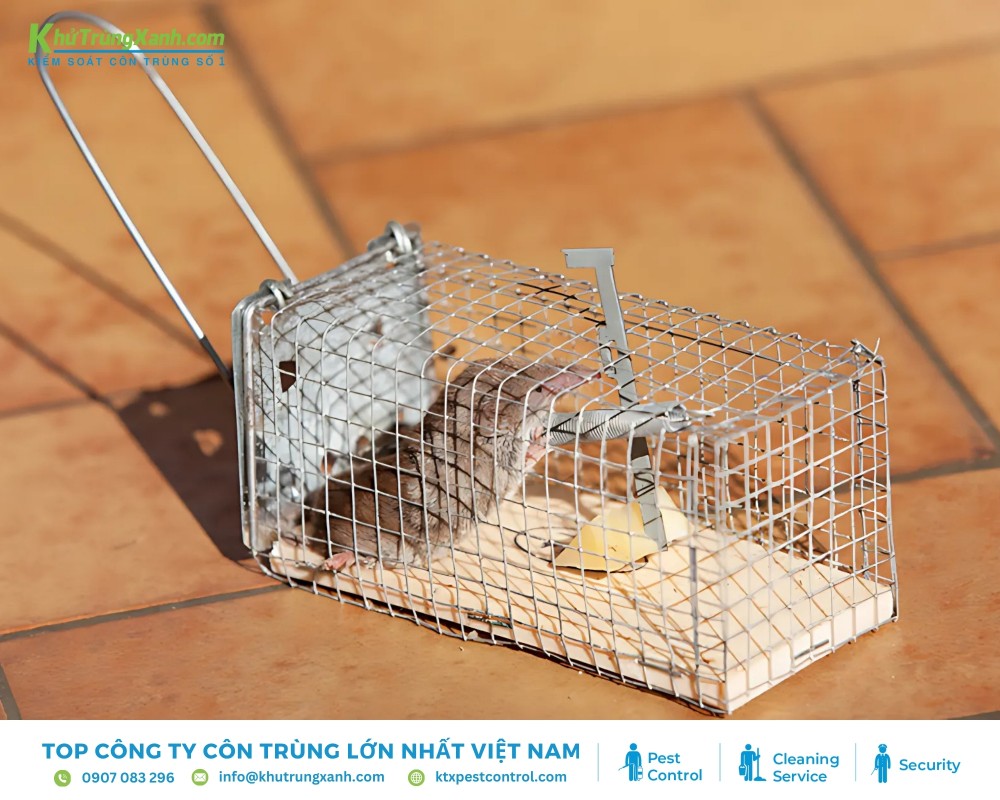 Đặt bẫy chuột là cách kiểm soát chuột dễ dàng và có thể tái sử dụng