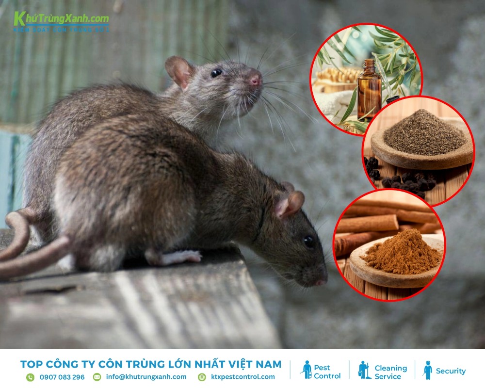 Tận dụng các nguyên liệu có sẵn tại nhà trọ để kiểm soát chuột