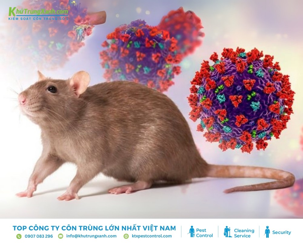 Chuột lây truyền bệnh leptospirosis, hantavirus và sốt phát ban qua nước bọt, phân, nước tiểu cho con người