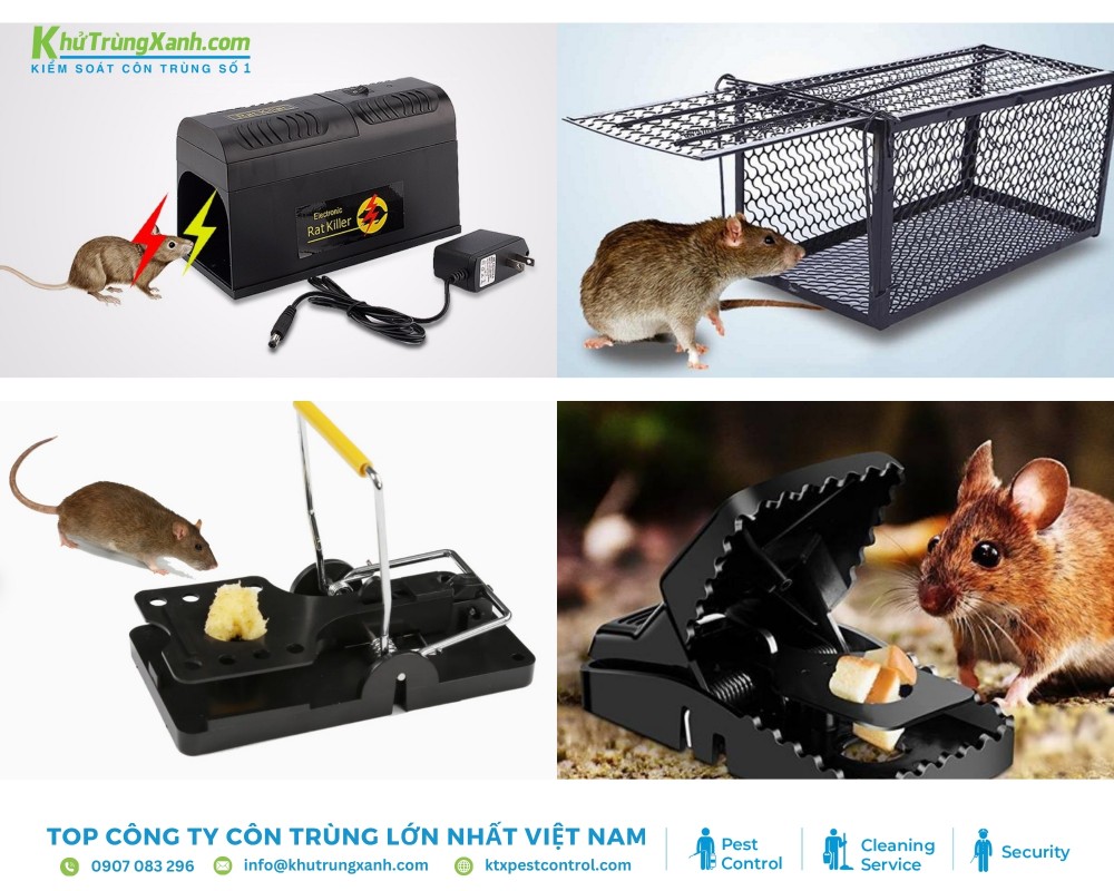 Các loại bẫy thông dụng giúp xử lý chuột dễ dàng