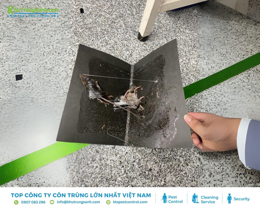 Keo dính chuột là một lựa chọn quen thuộc của mọi gia đình