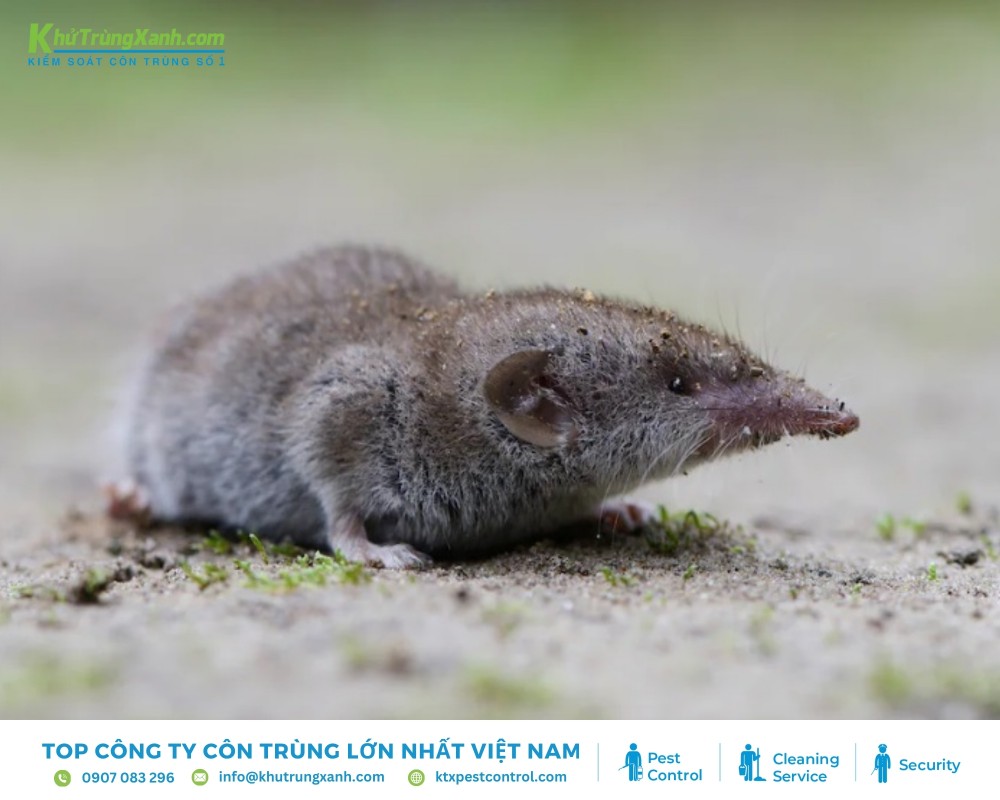 Chuột chù là loài động vật gặm nhấm và có mùi hôi khó chịu