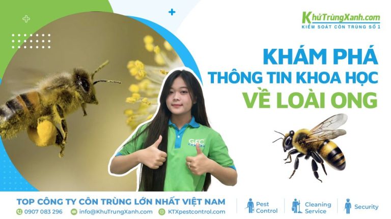 Thông tin khoa học về loài ong và những điều bạn cần biết