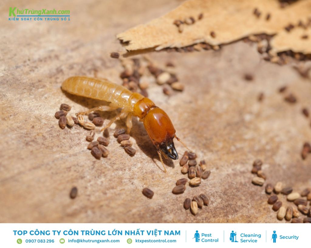 Trứng mối là dấu hiệu dễ nhận biết mối xuất hiện trong tủ bếp