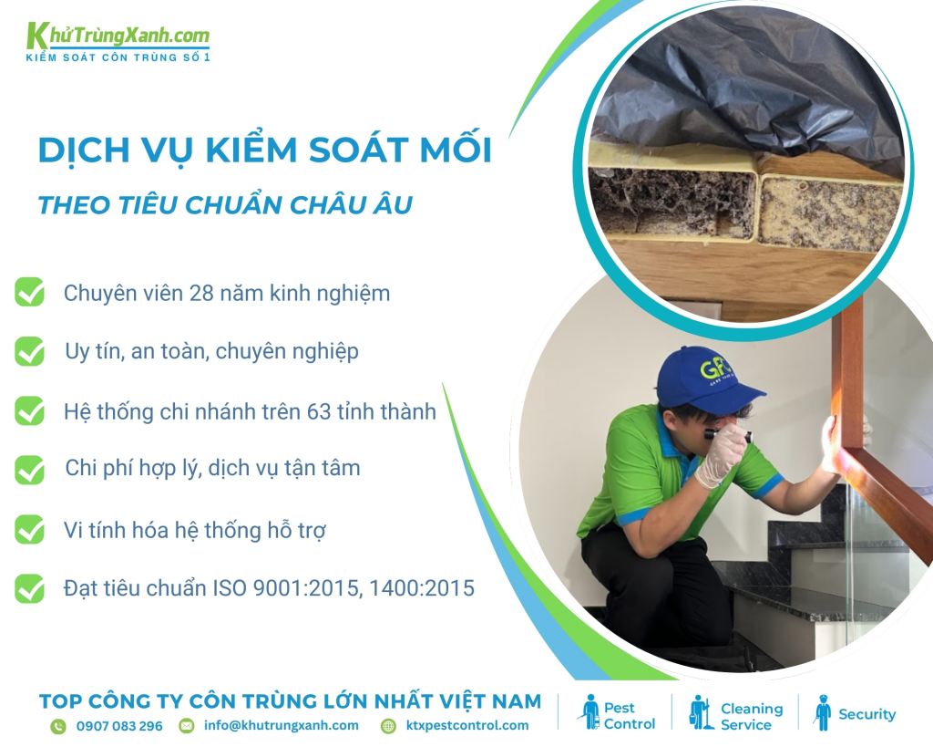 Dịch vụ diệt mối tận gốc của công ty diệt côn trùng KTX uy tín hàng đầu Việt Nam