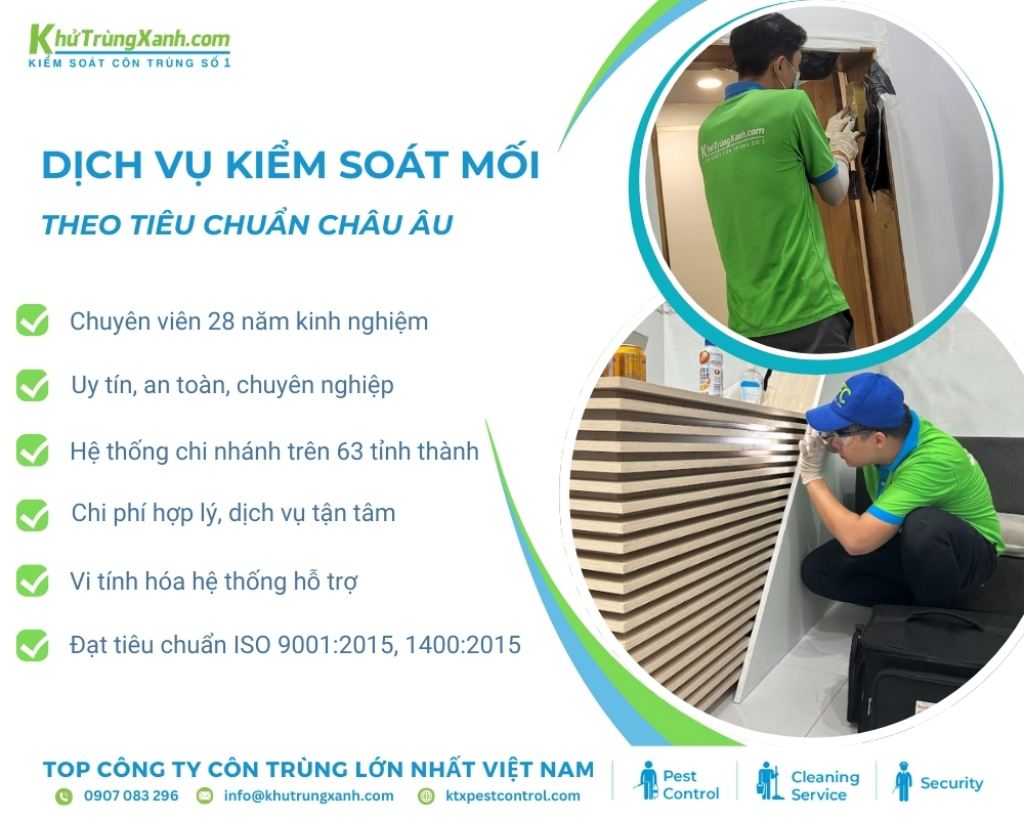 Dịch vụ diệt mối mọt trọn gói tại nhà của công ty diệt côn trùng KTX uy tín hàng đầu Việt Nam